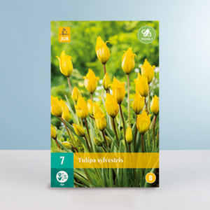 Weinbergs-Tulpe - 7 Stück