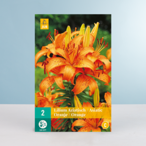 Asiatische Lilie - orange - 2 Knollen