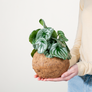 Kokodama 'Peperomia Watermelon' - plastikfrei