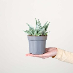 Aloe 'Dorian Black'