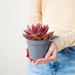 Echeveria 'Antaris' S