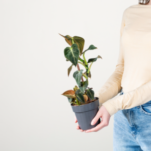 Philodendron 'Melanochrysum'