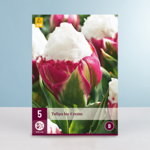 Gefüllte späte Tulpe 'Ice Cream' - 5 Zwiebeln
