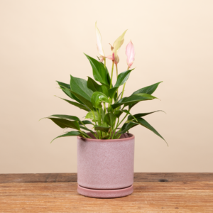 Blumentopf Keramik 'Portugal' Rosa mit Untersetzer - 11 cm