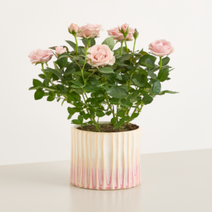 Rosy Pastel