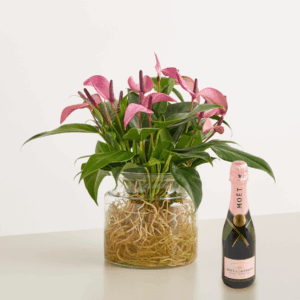 Freischwimmer mit Moet & Chandon Imperial Rosé 0,375l