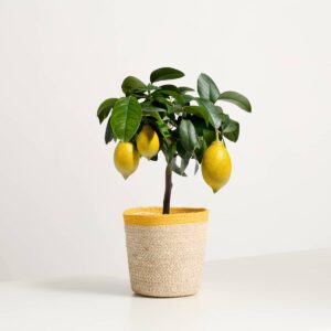 Little Lemon