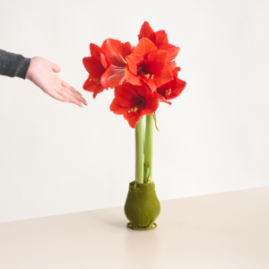 Amaryllis in Wachs Grün Samtoptik