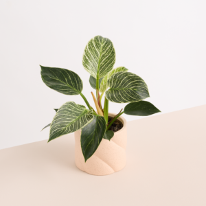 Keramik Übertopf Apricot Reaktiv - 10,5 cm