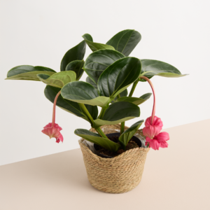 Seegras Korb Welle - 14 cm
