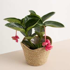 Seegras Korb Welle - 19 cm
