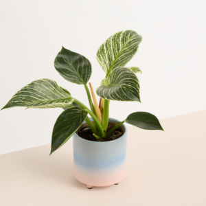Keramik Übertopf Farbverlauf Blau Apricot - 10,5 cm