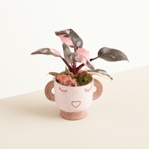 Happy Plant