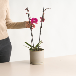 Phalaenopsis Lila