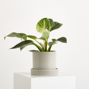Blumentopf Keramik 'Portugal' Greige mit Untersetzer XL - 11 cm