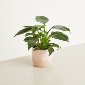 Keramik Übertopf Rosa Sand - 12 cm