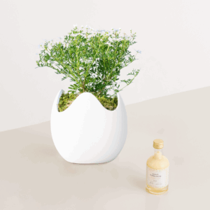 Ostertraum mit Eierlikör 50ml