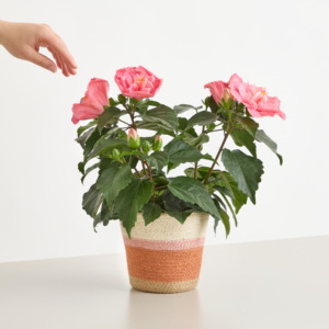 Hibiskus Dreams