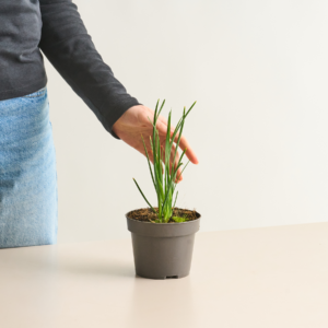 BIO Gartenknoblauch