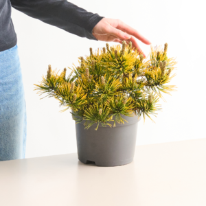 Bergkiefer 'Carstens Wintergold' S