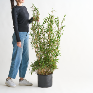 Schirmbambus 'Well Born Bamboo® Red Zebra®'