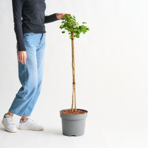 Ginkgo 'Mariken' Stämmchen M