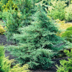 Wacholder 'Glauca'