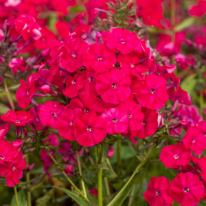 Phlox paniculata 'RockCollection®' Rot