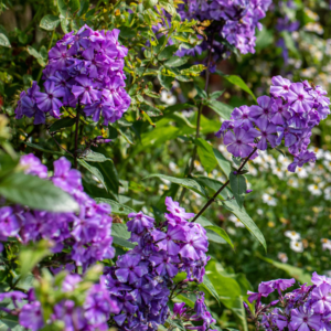 Phlox paniculata 'RockCollection®' Violett