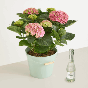 Hortensienschatz mit Freixenet Piccolo Blanc 0,2l