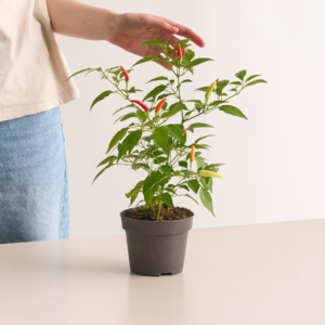 BIO Thai Chili