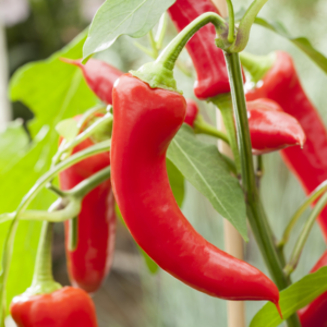BIO Bullhorn Chili 'Panama'