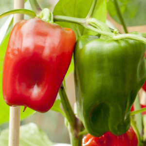 BIO Rote Blockpaprika