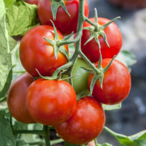 BIO Freilandtomate 'Phantasia'