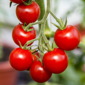 BIO Snacktomate 'Sweet Million'