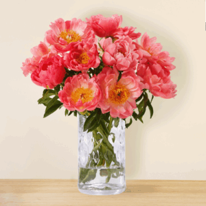 10 Pfingstrosen Coral Charme