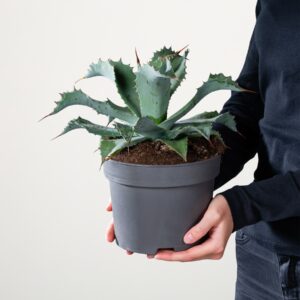 Agave 'Potatorum'