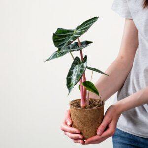 Alocasia 'Pink Dragon' S