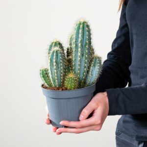Blauer Säulenkaktus 'Pilosocereus' S