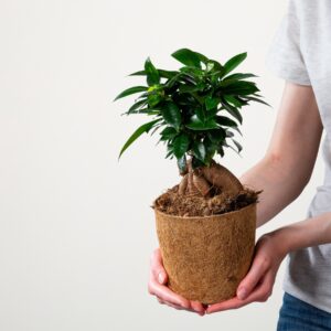 Ficus 'Microcarpa' - plastikfrei