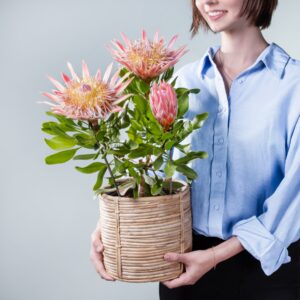 Protea 'Little Prince'