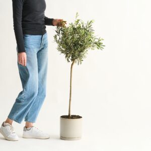 DEAL: Olivenbaum 'Europaea' - Stämmchen L