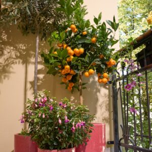 Zitruspflanze 'Calamondin'