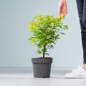 Ahorn 'Orange Dream'