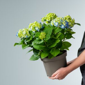 Blaue Ballhortensie
