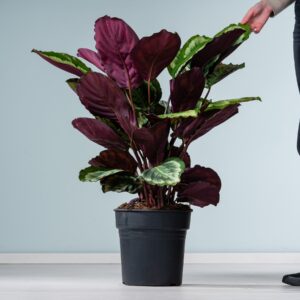 Calathea 'Mysty'
