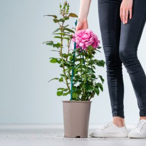 Edelrose 'Desirée®'
