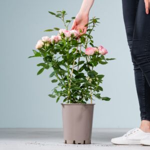 Edelrose 'Lovely Rokoko®'