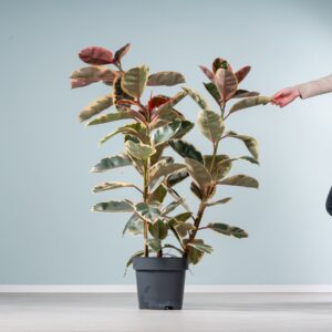 Gummibaum 'Belize'