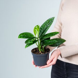 Monstera 'Peru'